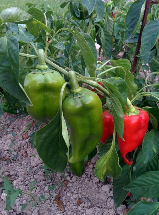 Caseta Manigotxa Deltebre Dış mekan fotoğraf