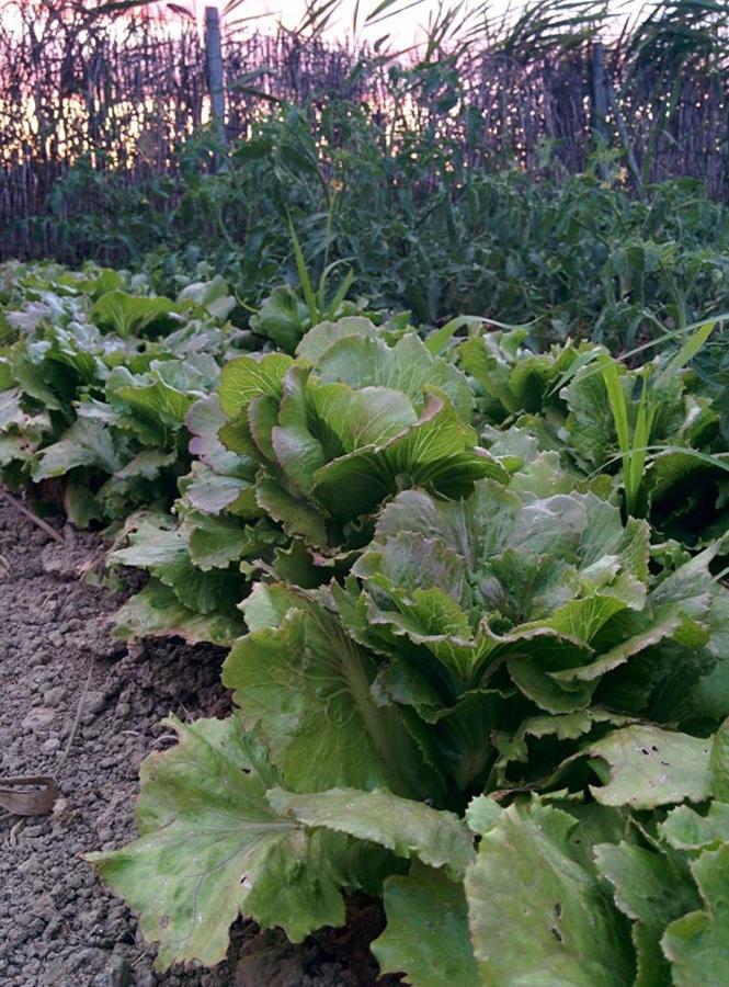 Caseta Manigotxa Deltebre Dış mekan fotoğraf